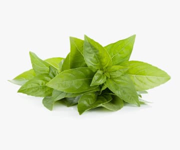 Basil