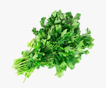 Cilantro